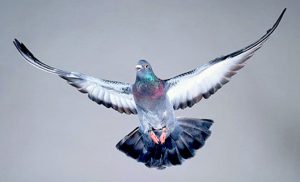 Pidgeon Stories